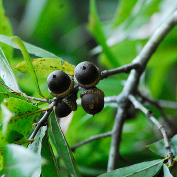 Image of willow oak acorns on a tree.